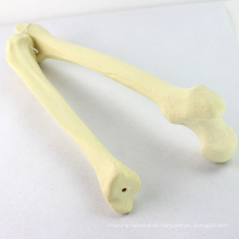 TF04 (12315) Synthetic Bones - Femur with Tibia (Left or Right) ,SWABone Models / Skeleton of Lower Limb